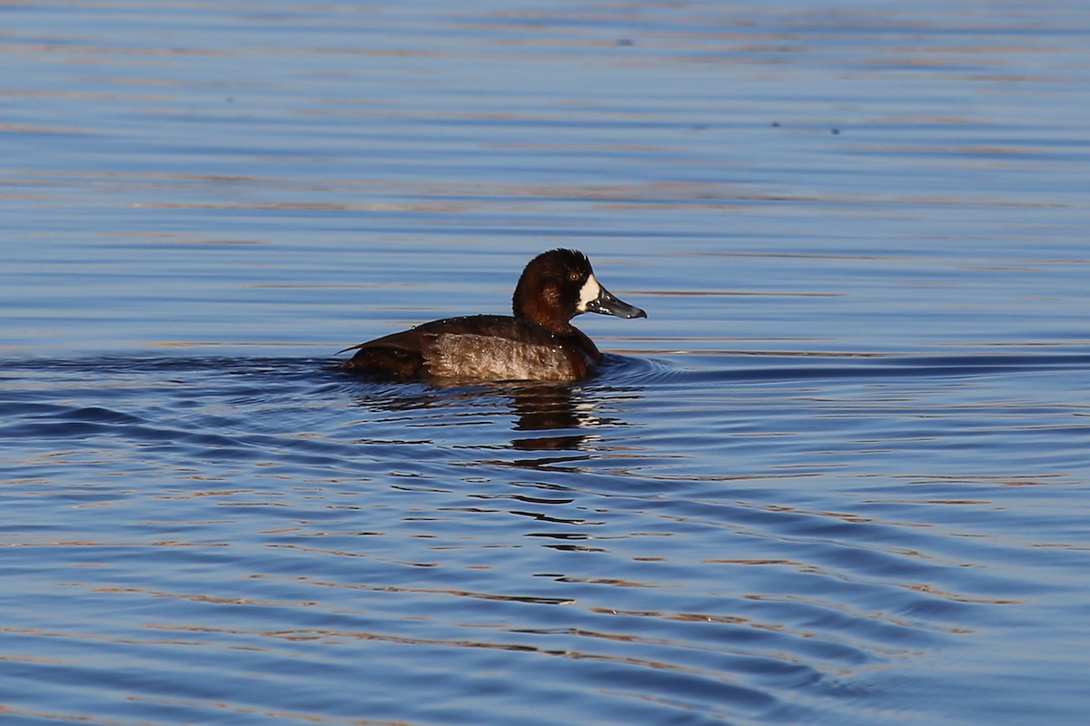 Greater Scaup - ML328495271