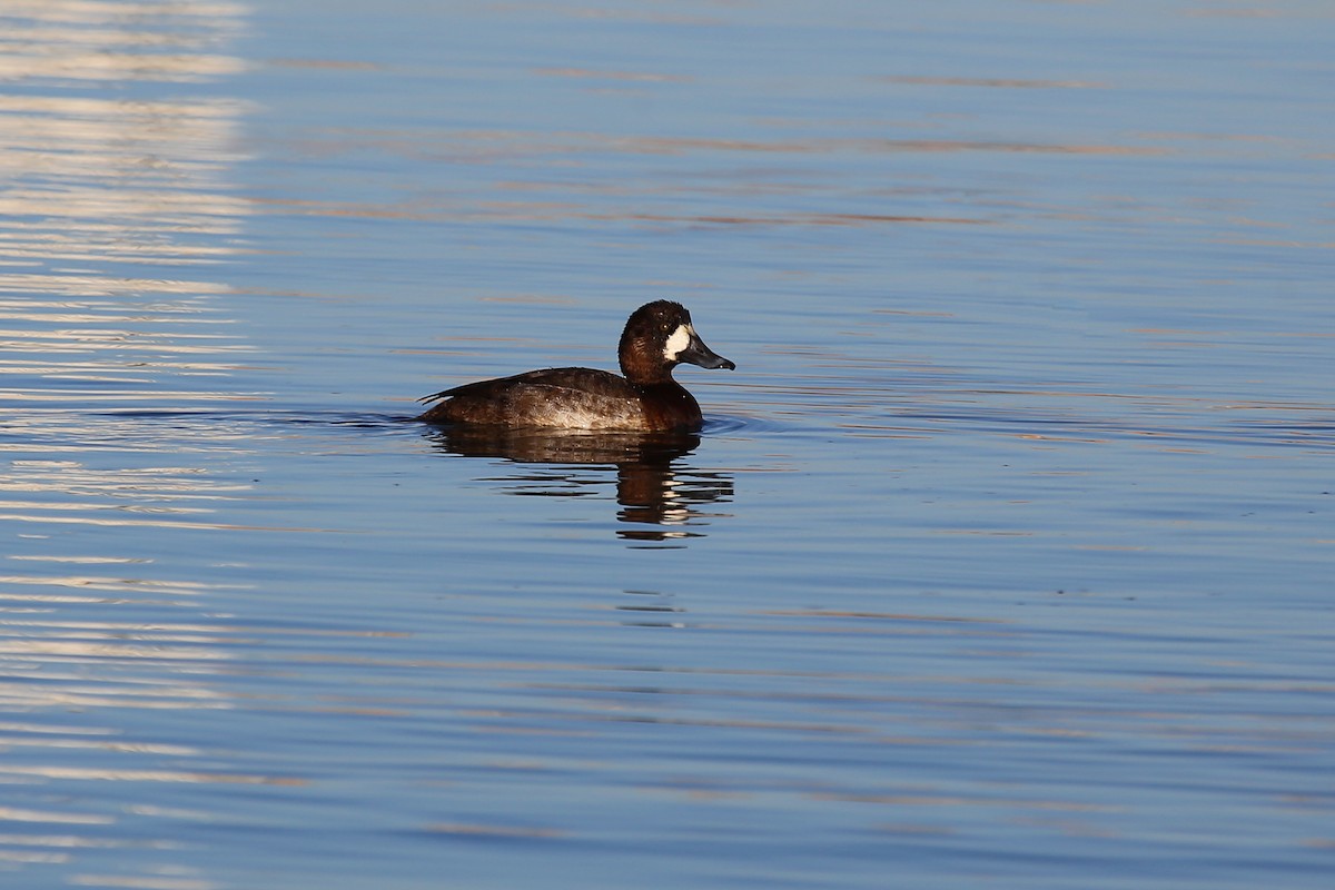Greater Scaup - ML328495401