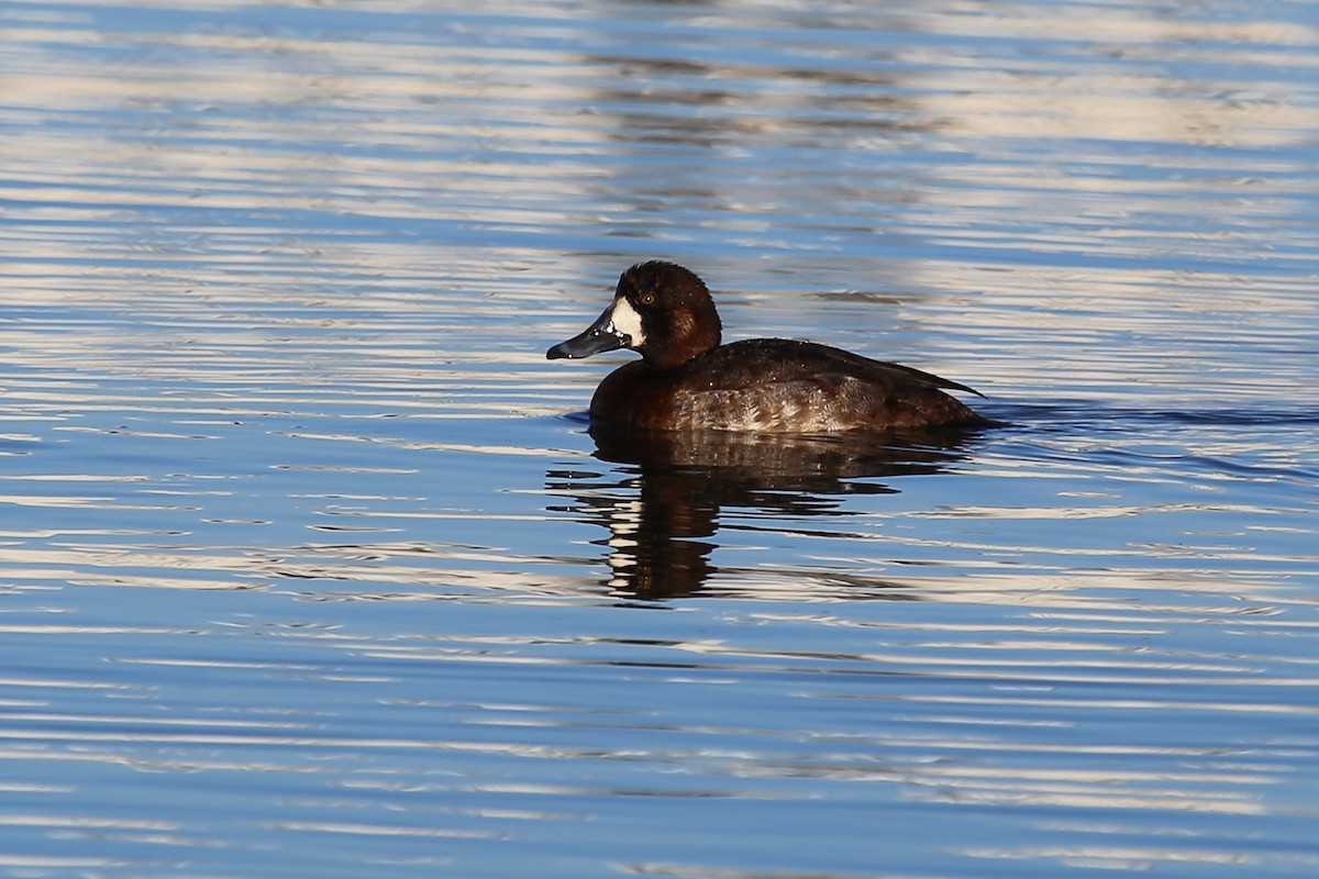 Greater Scaup - Rob Bielawski