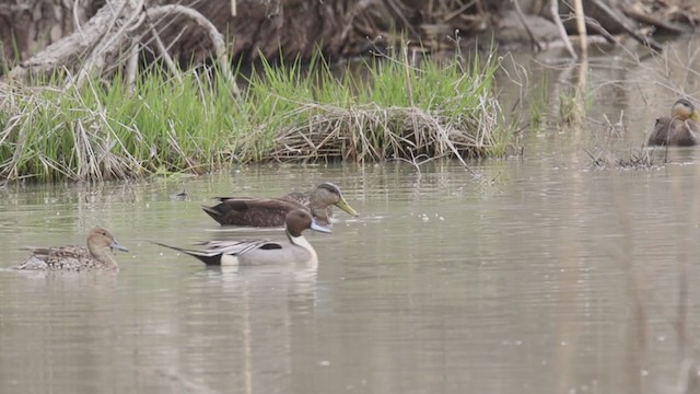 アメリカガモ - ML328496091