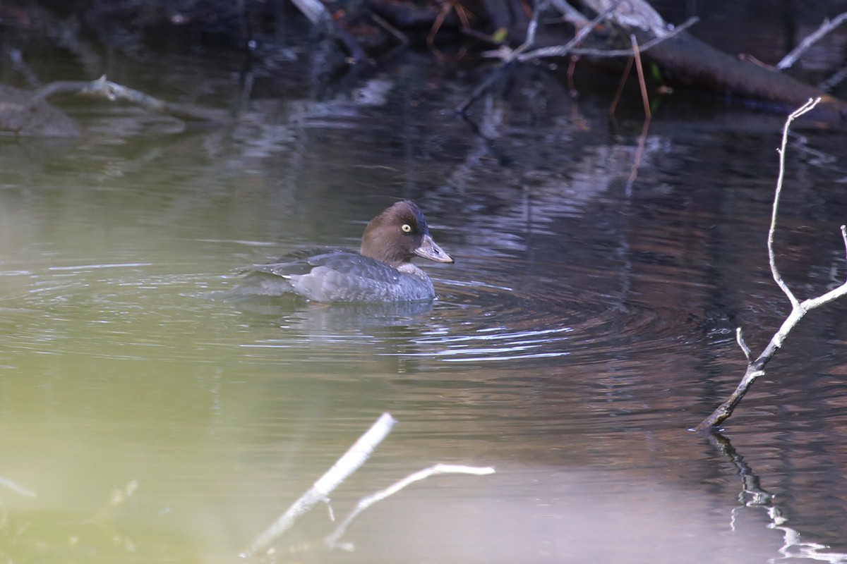 Common Goldeneye - ML328496131