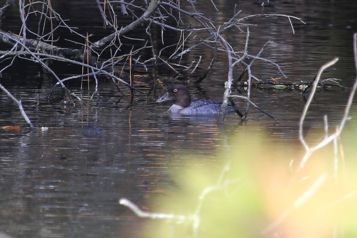 Common Goldeneye - ML328496201
