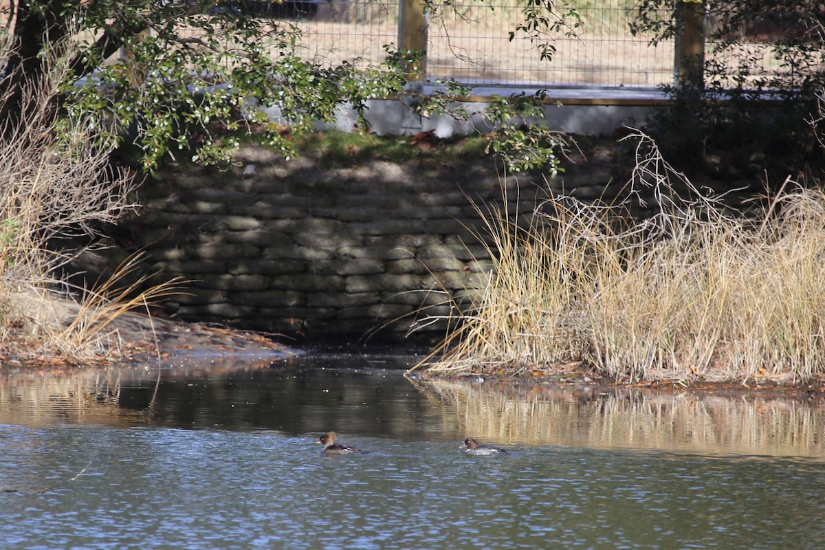 Common Goldeneye - ML328496281