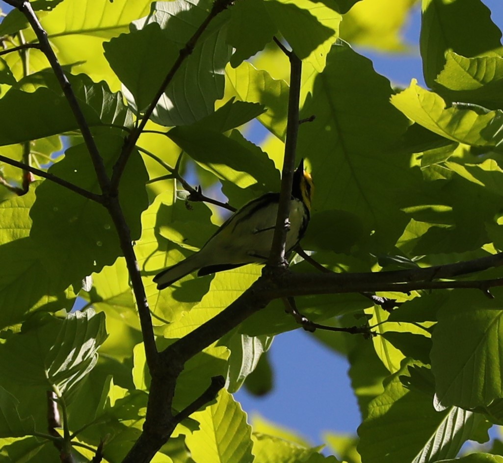 Black-throated Green Warbler - ML328497131