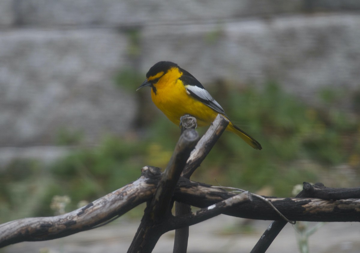 Bullock's Oriole - ML328497201