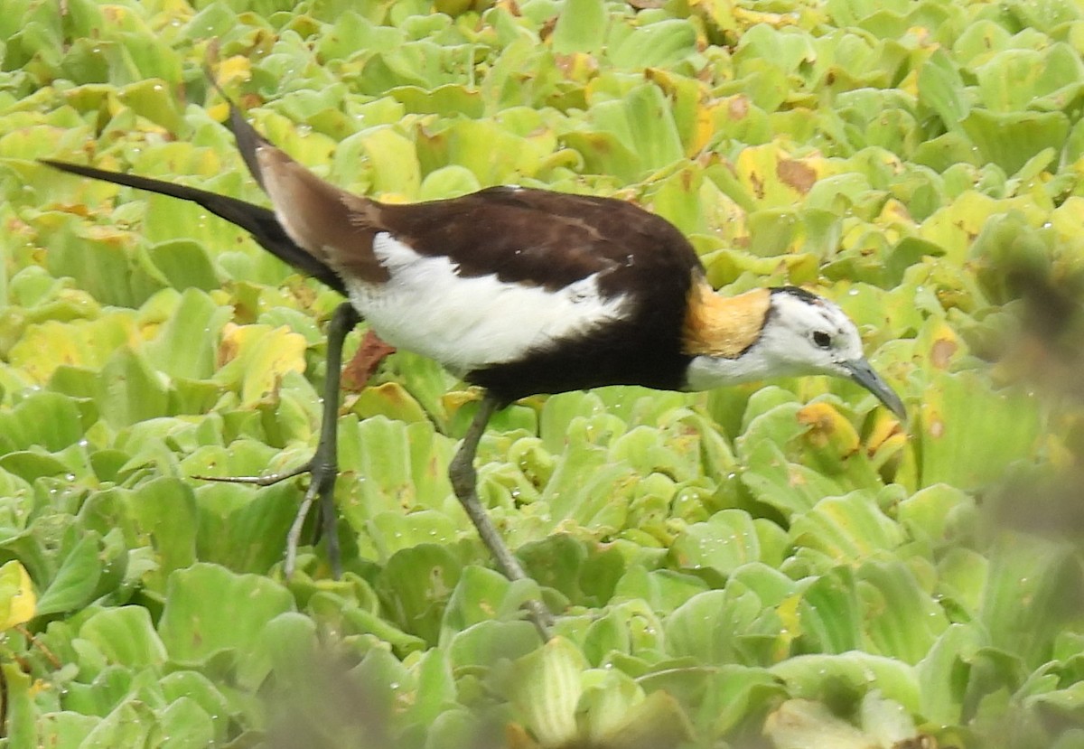 Pheasant-tailed Jacana - ML328497231