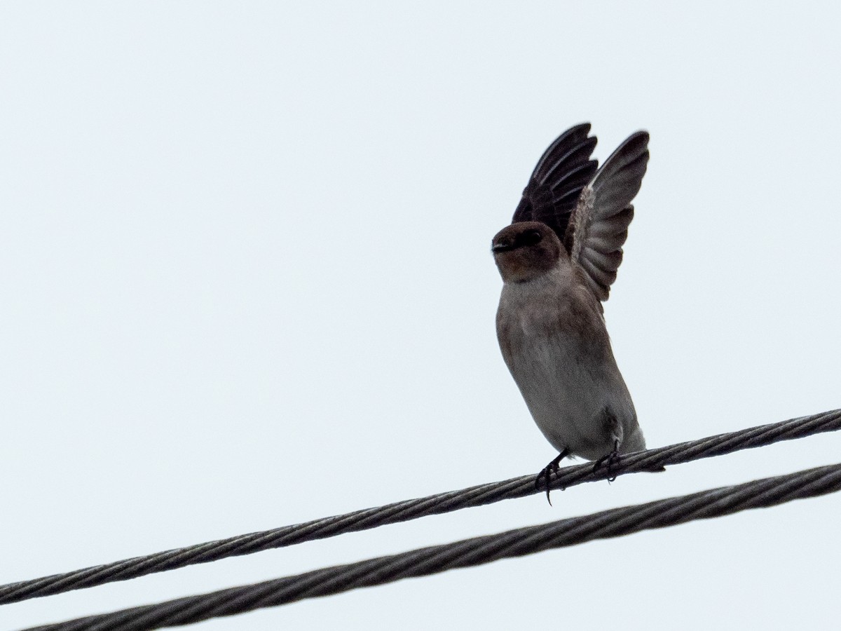 Northern Rough-winged Swallow - ML328497441