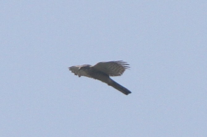 Eurasian Sparrowhawk - ML32849851