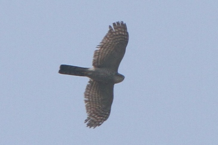 Eurasian Sparrowhawk - ML32849931