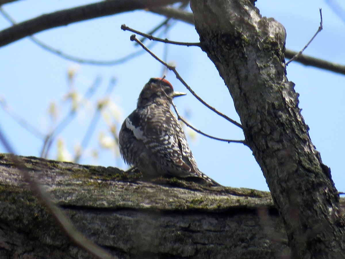 Yellow-bellied Sapsucker - ML328503681