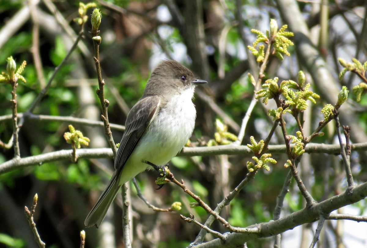 Eastern Phoebe - ML328503971