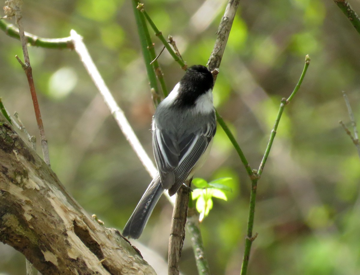 Mésange à tête noire - ML328504141