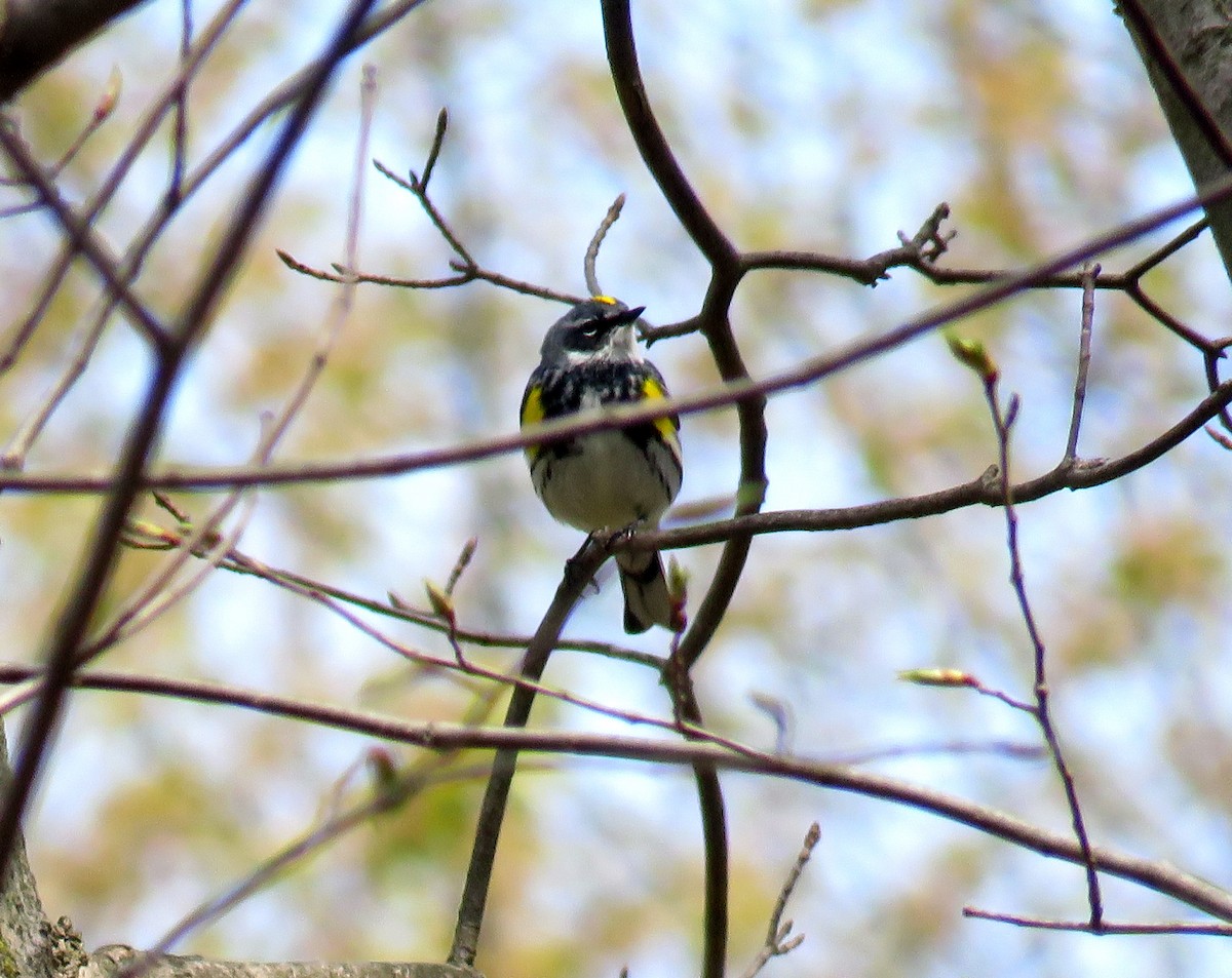 Yellow-rumped Warbler - ML328504411