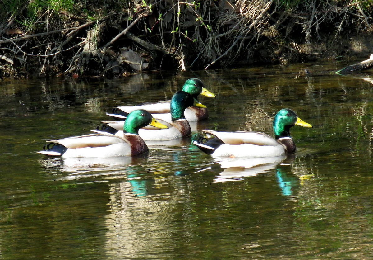 Canard colvert - ML328504631