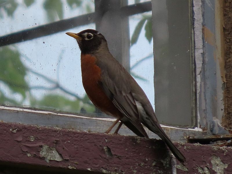 American Robin - ML328504701