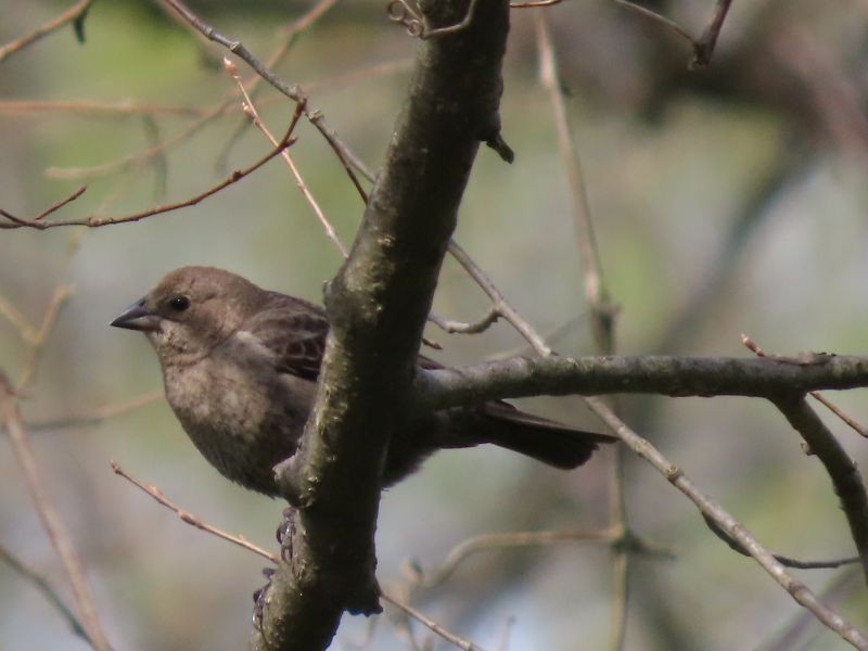 Brown-headed Cowbird - ML328505021