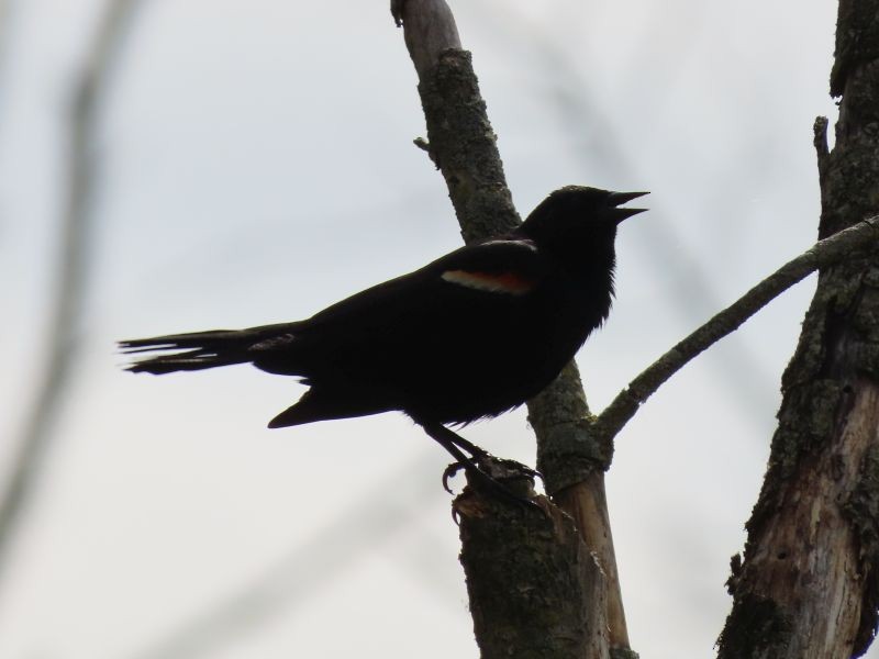 Red-winged Blackbird - Tracy The Birder