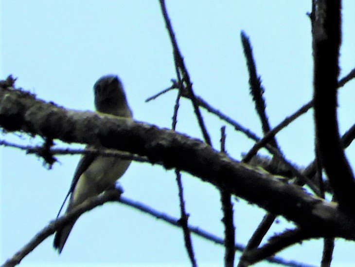 Plumbeous Vireo - ML328505281