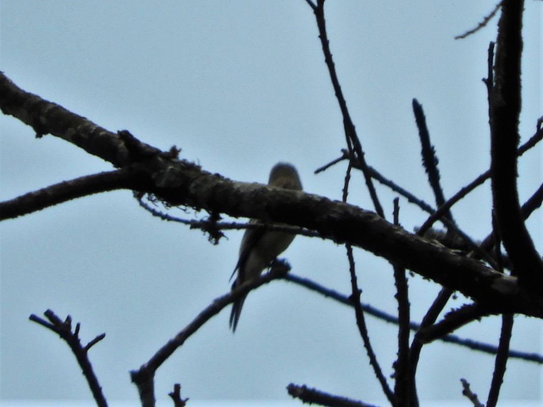 Plumbeous Vireo - ML328505351