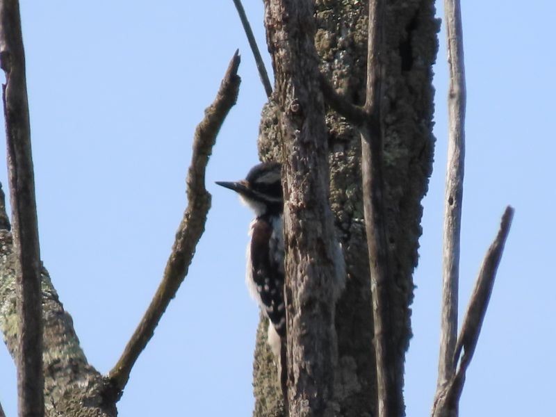 Hairy Woodpecker - Tracy The Birder