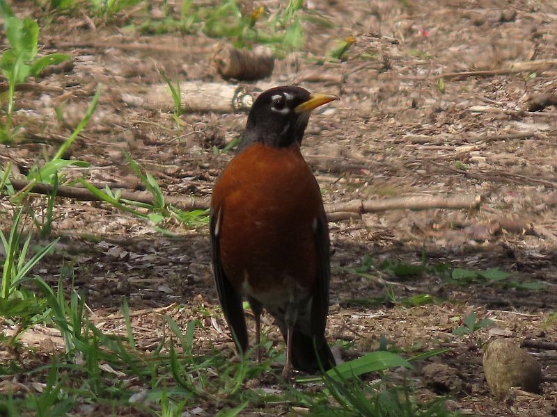 American Robin - Tracy The Birder