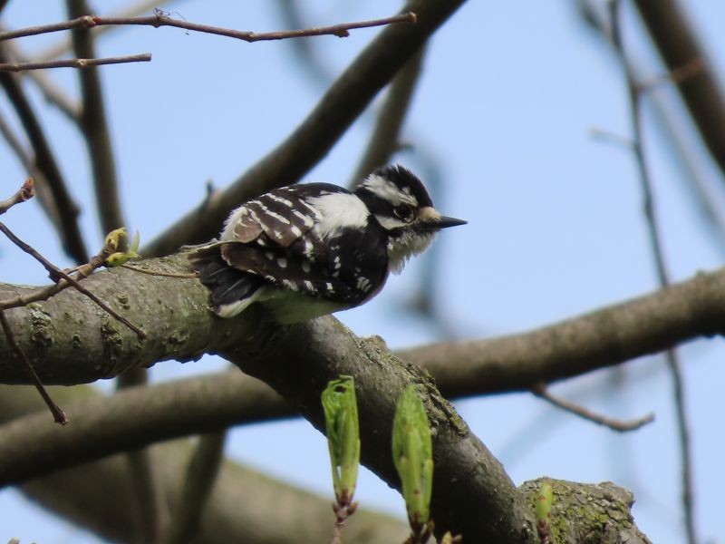 Downy Woodpecker - Tracy The Birder