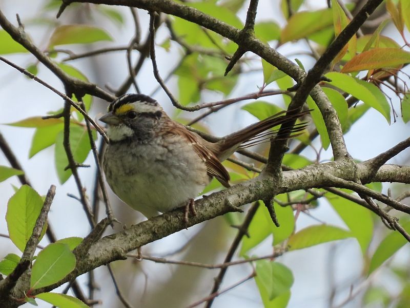 White-throated Sparrow - Tracy The Birder