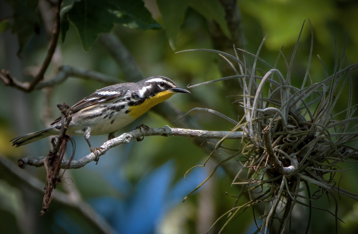 Yellow-throated Warbler - ML328506841