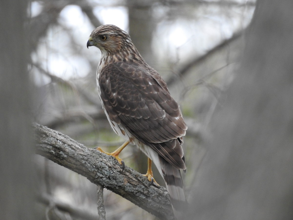 Cooper's Hawk - ML328508591