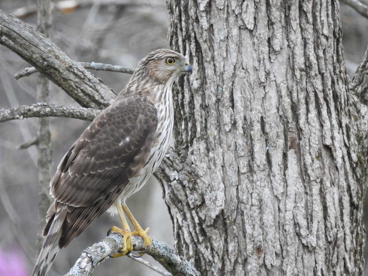 Cooper's Hawk - James Lukenda