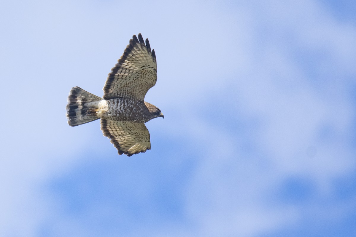 Broad-winged Hawk - ML328509111