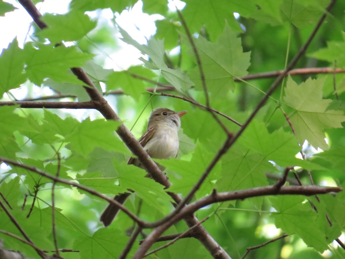 Acadian Flycatcher - Mark Kosiewski