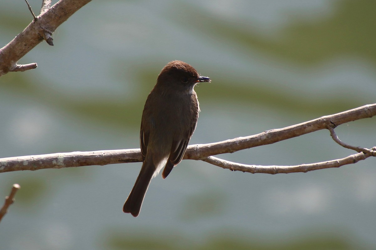 Eastern Phoebe - ML328511261