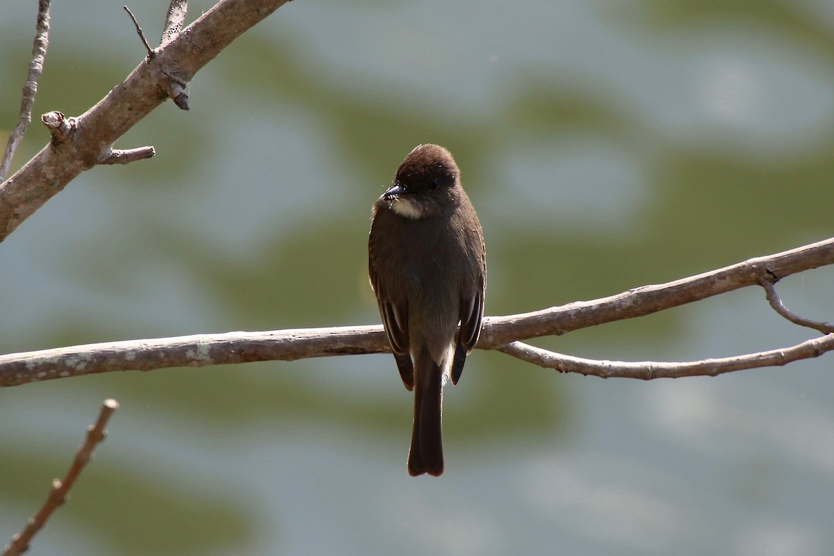 Eastern Phoebe - ML328511291