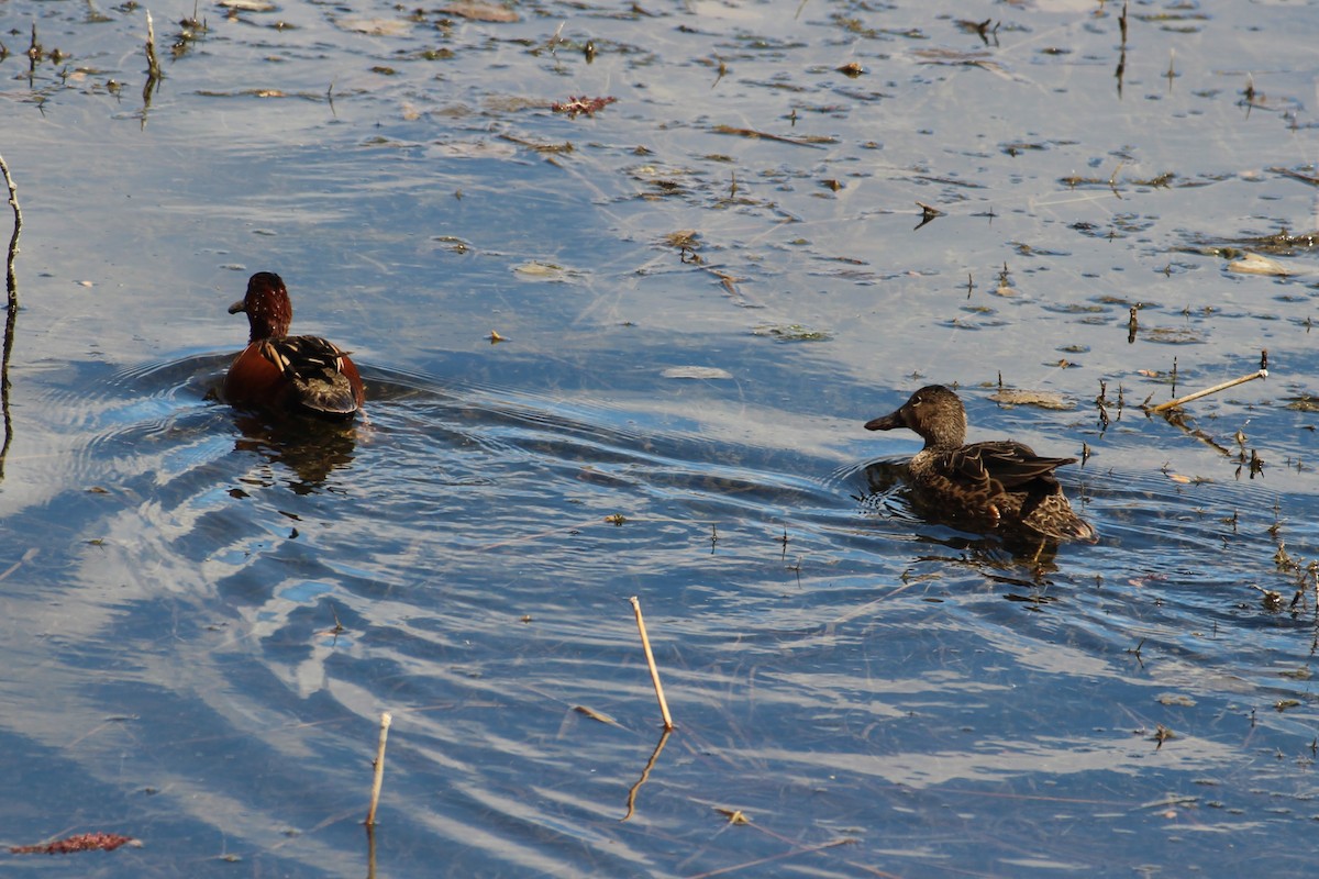 Cinnamon Teal - Abby Manzi