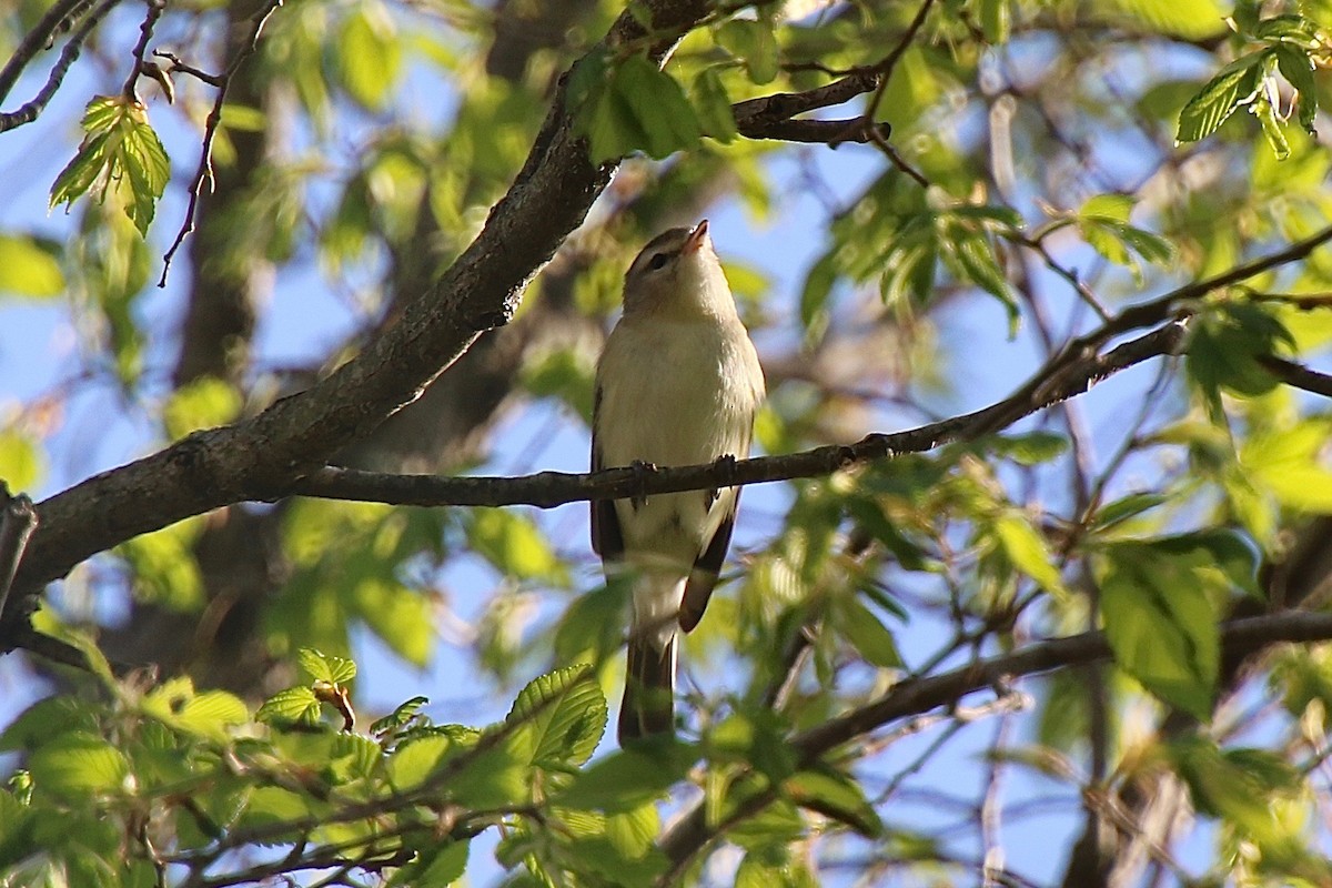 Warbling Vireo - ML328512301