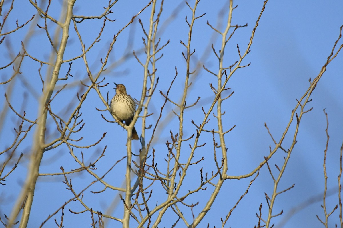 Brown Thrasher - ML328514351