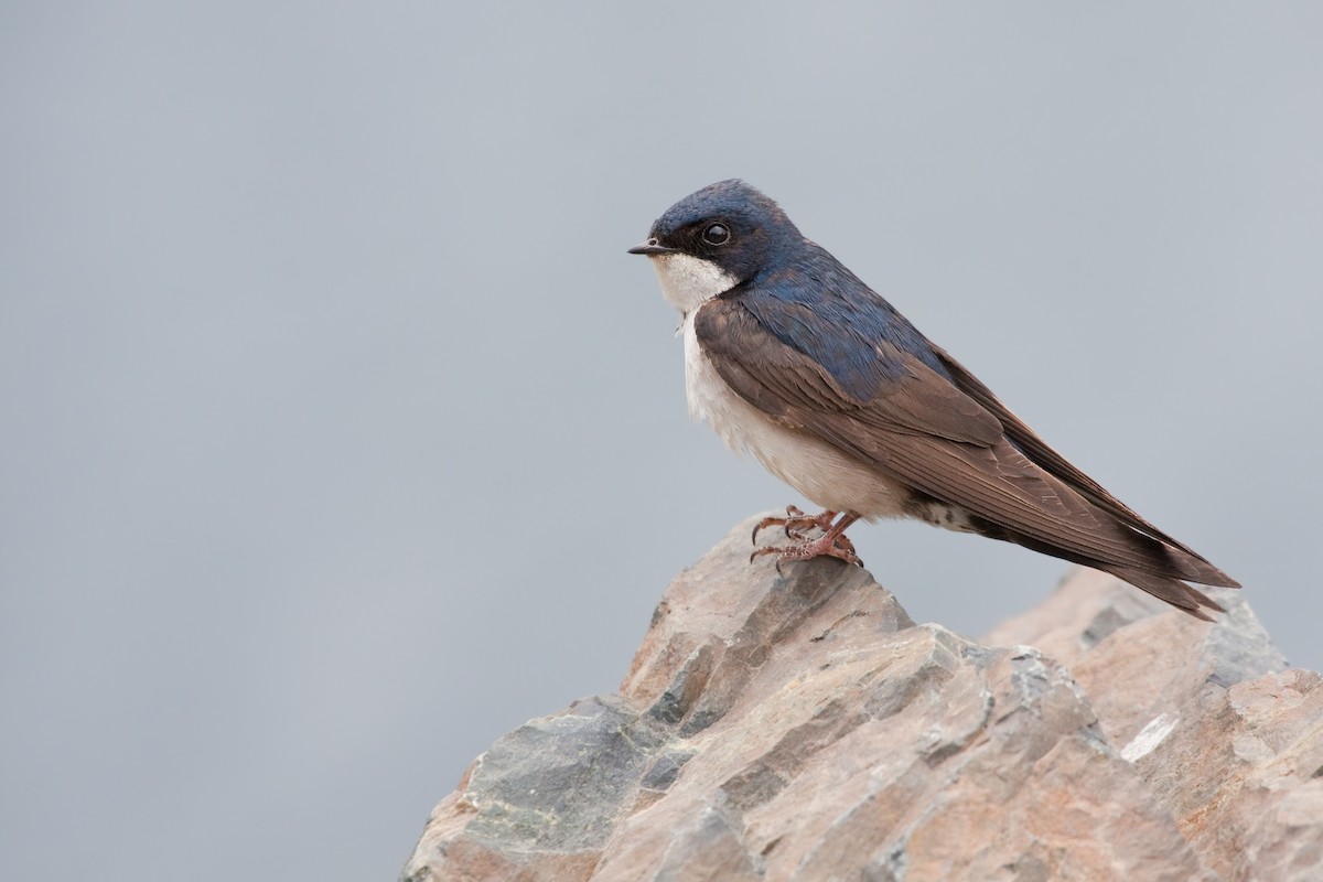 Blue-and-white Swallow (patagonica) - Michel Gutierrez