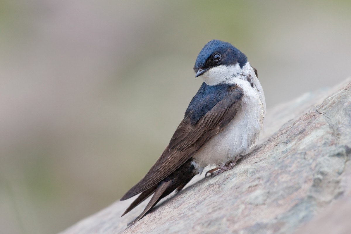 Blue-and-white Swallow (patagonica) - Michel Gutierrez
