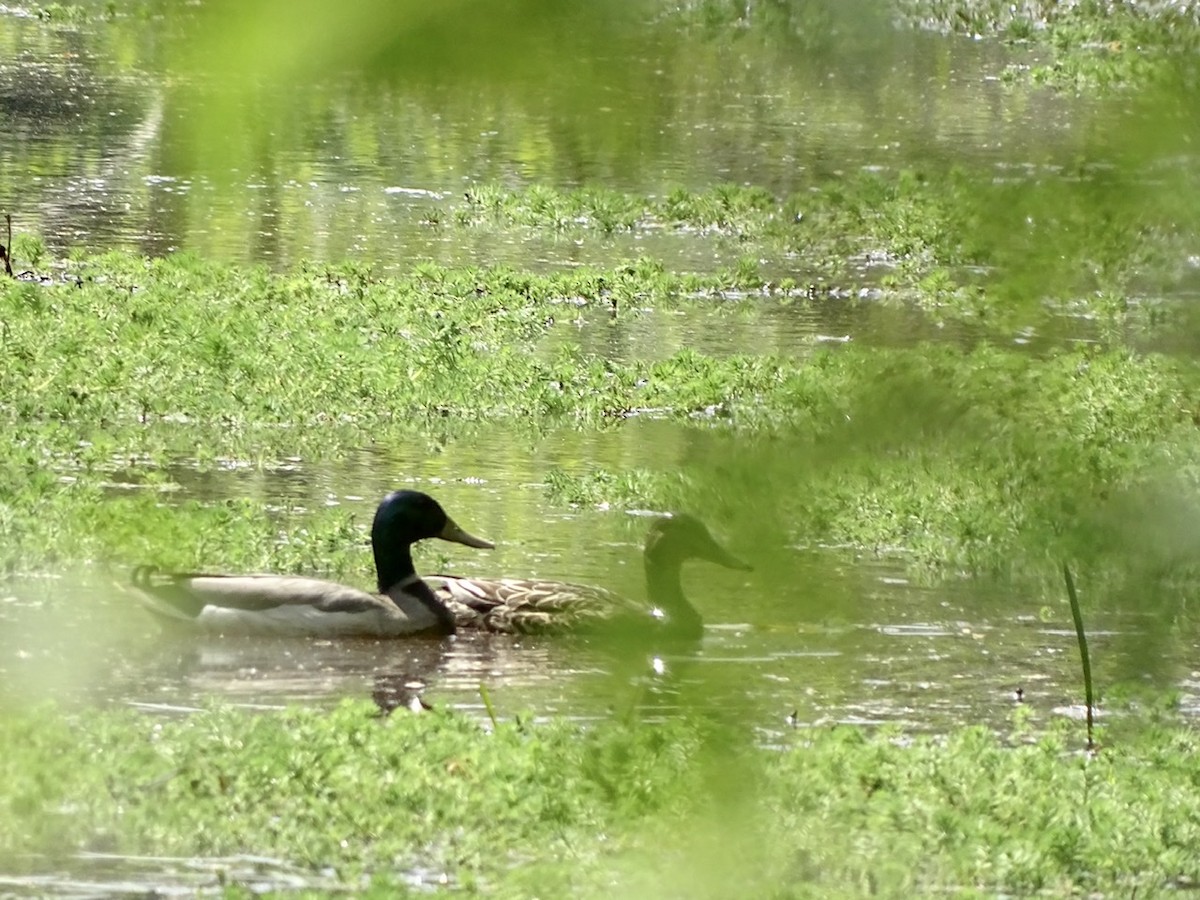 Mallard - ML328515611