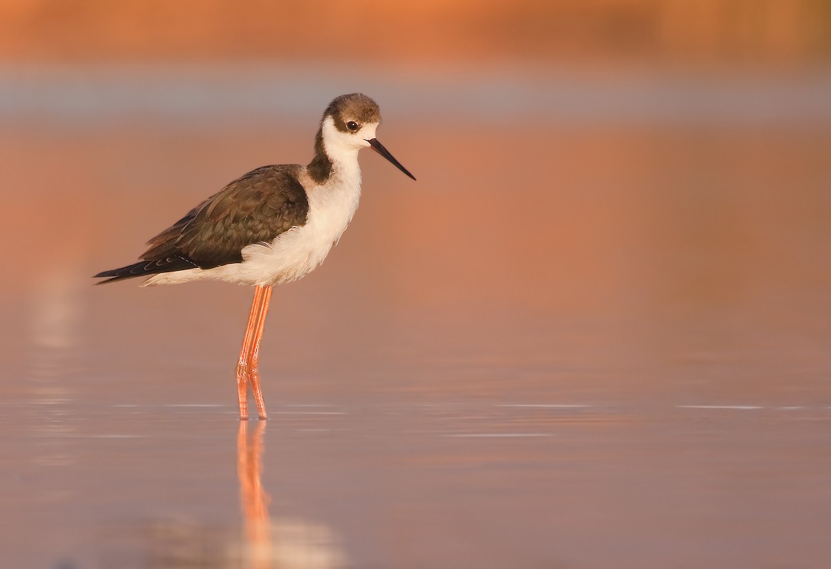 Black-necked Stilt (White-backed) - Michel Gutierrez