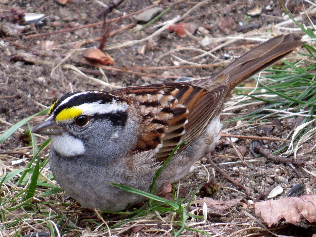 White-throated Sparrow - Scott Schwenk