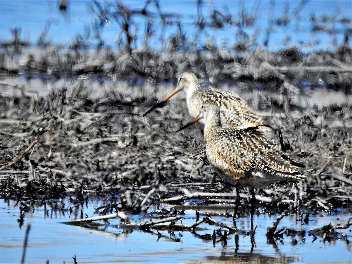 Marbled Godwit - ML328519721