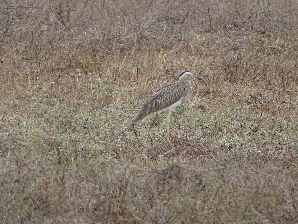 Double-striped Thick-knee - ML328520061