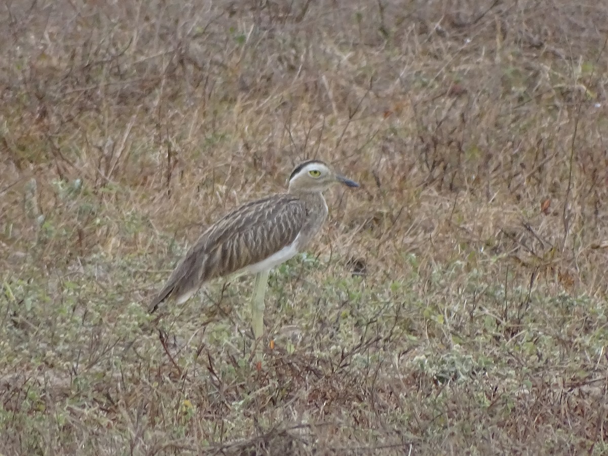 Double-striped Thick-knee - ML328520071