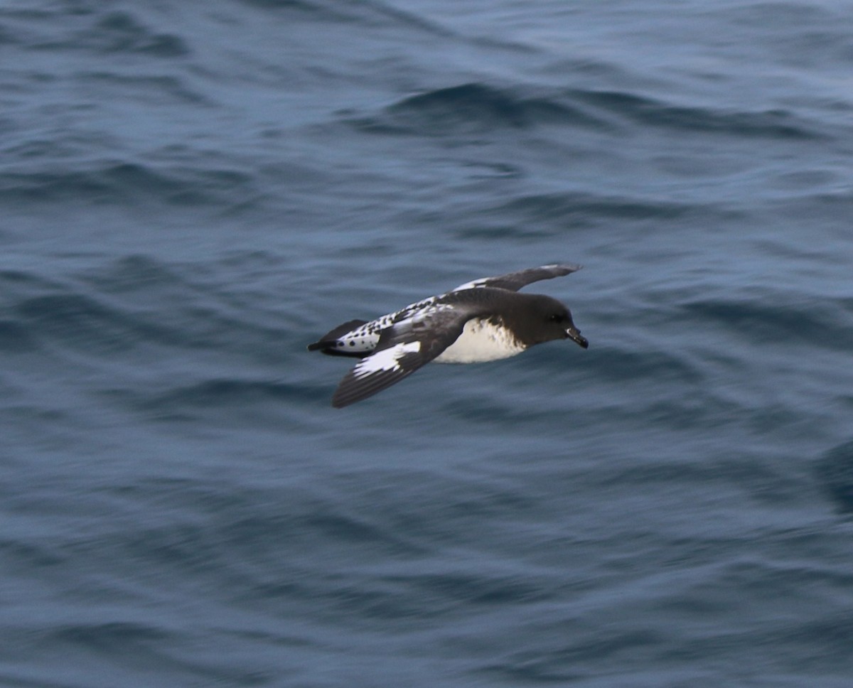 Cape Petrel - ML32852071