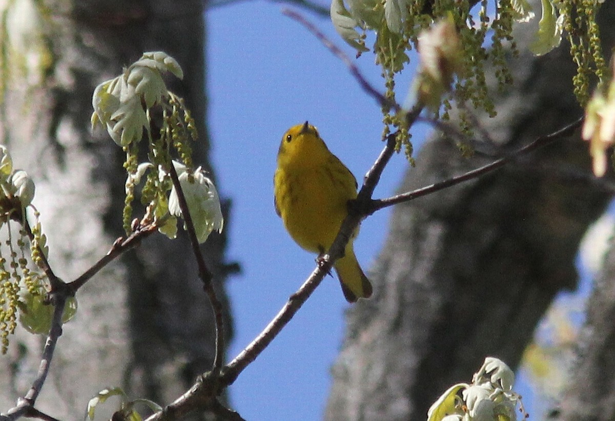 Northern Yellow x Prairie Warbler (hybrid) - ML32852161