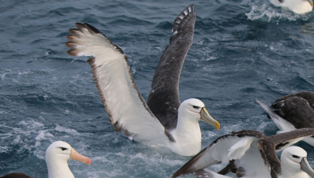 Tasmanalbatros (cauta) - ML32852171