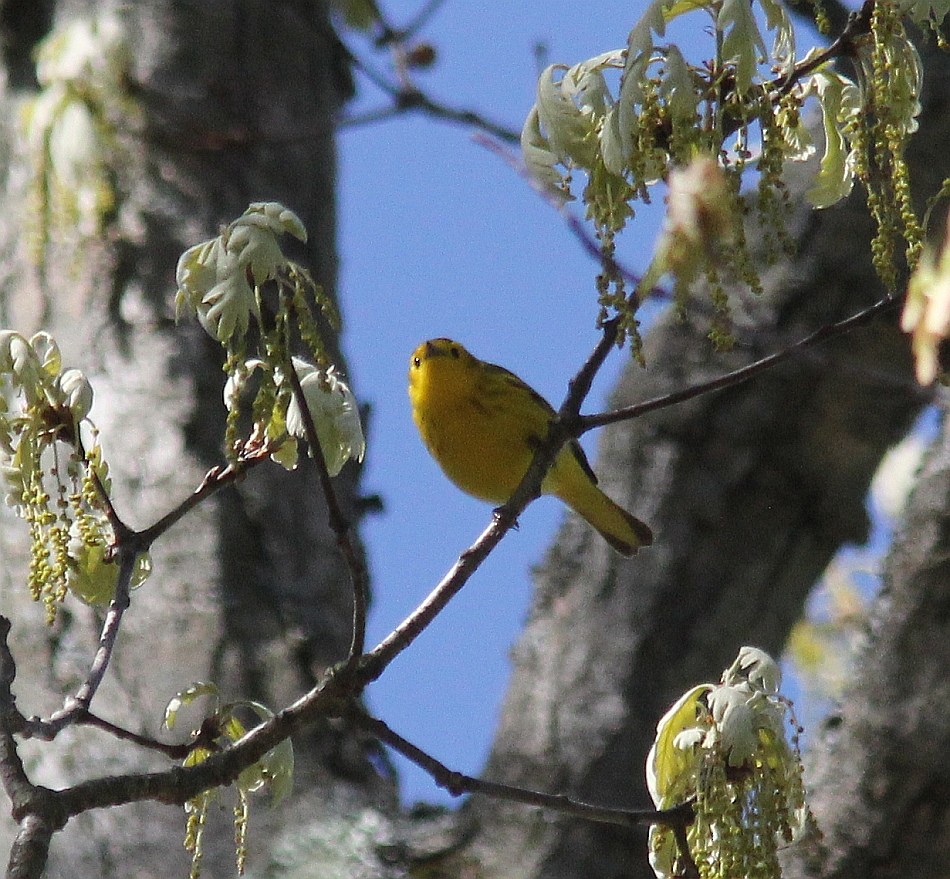 Northern Yellow x Prairie Warbler (hybrid) - ML32852191
