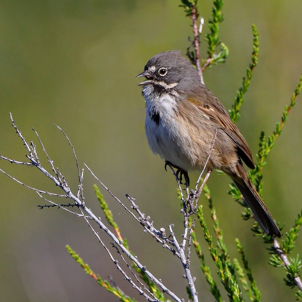 Bell's Sparrow - Keith Leland